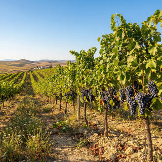 Contintilla Ancestral 2021